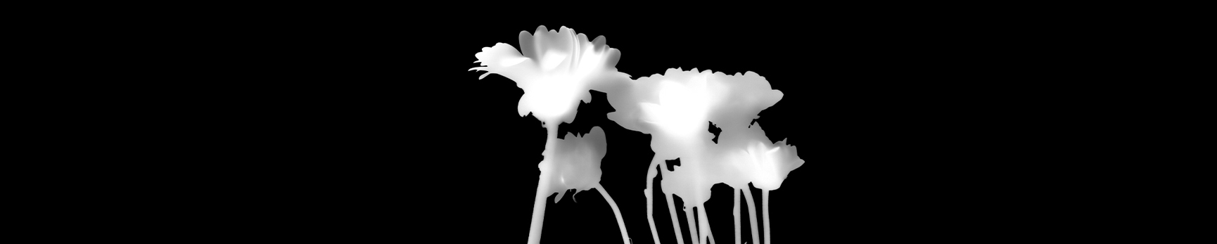 Black and white photogram, or shadow shape, of a small bunch of flowers